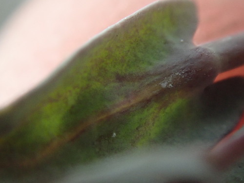 Image of Eutrema salsugineum by (c) F Quiec, some rights reserved (CC BY-SA)