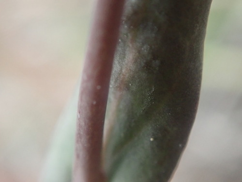Image of Eutrema salsugineum by (c) F Quiec, some rights reserved (CC BY-SA)