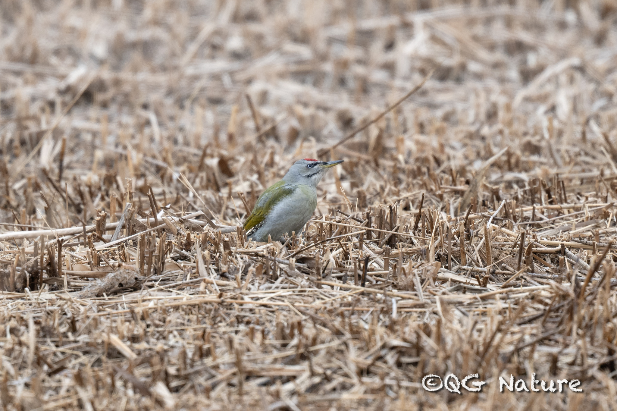 Grey-headed Woodpecker