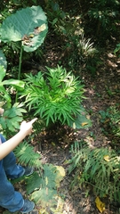 Amorphophallus henryi