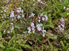 Valerianella ozarkana