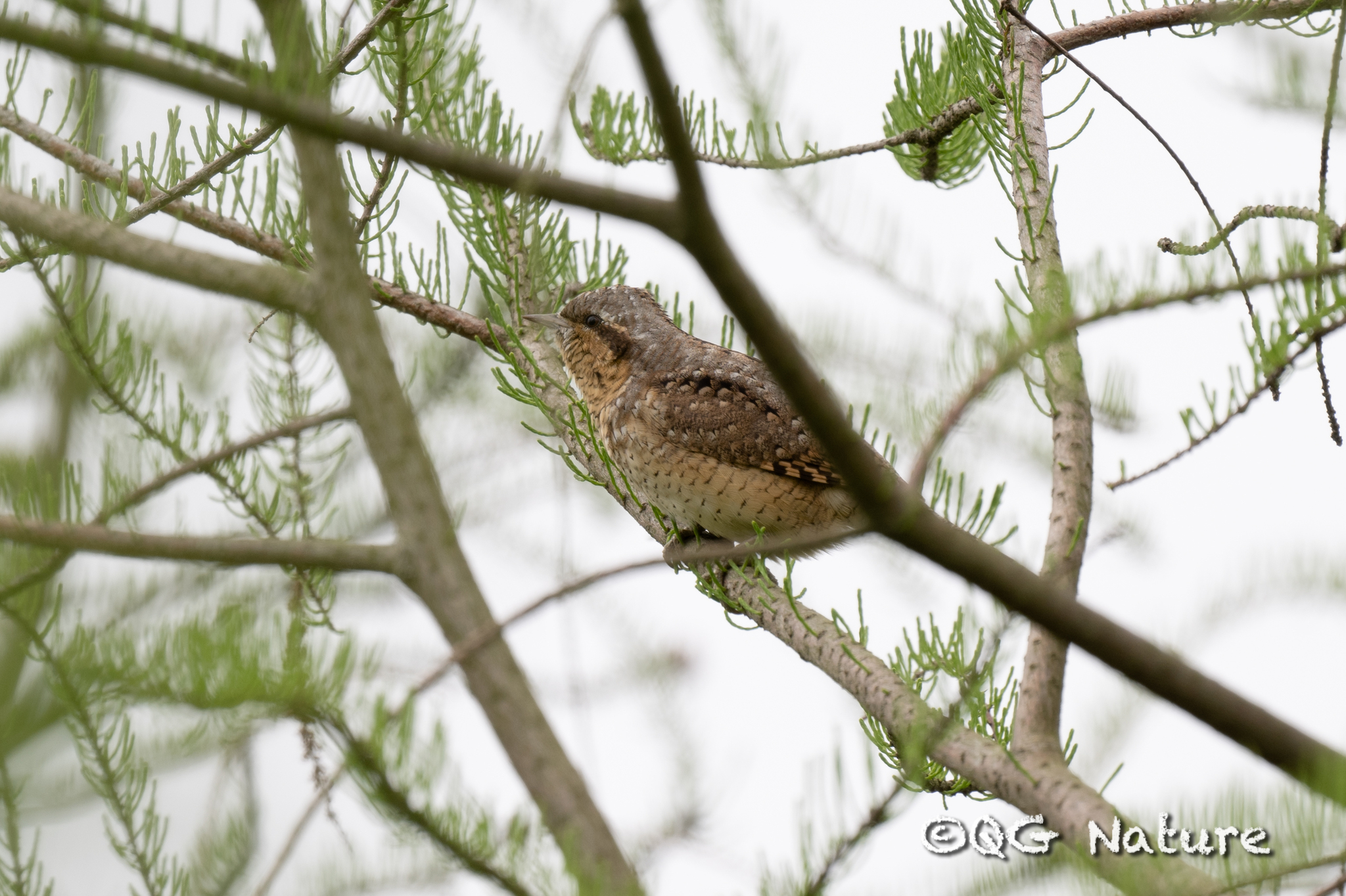 Eurasian Wryneck