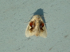 Arrhenophanes perspicilla