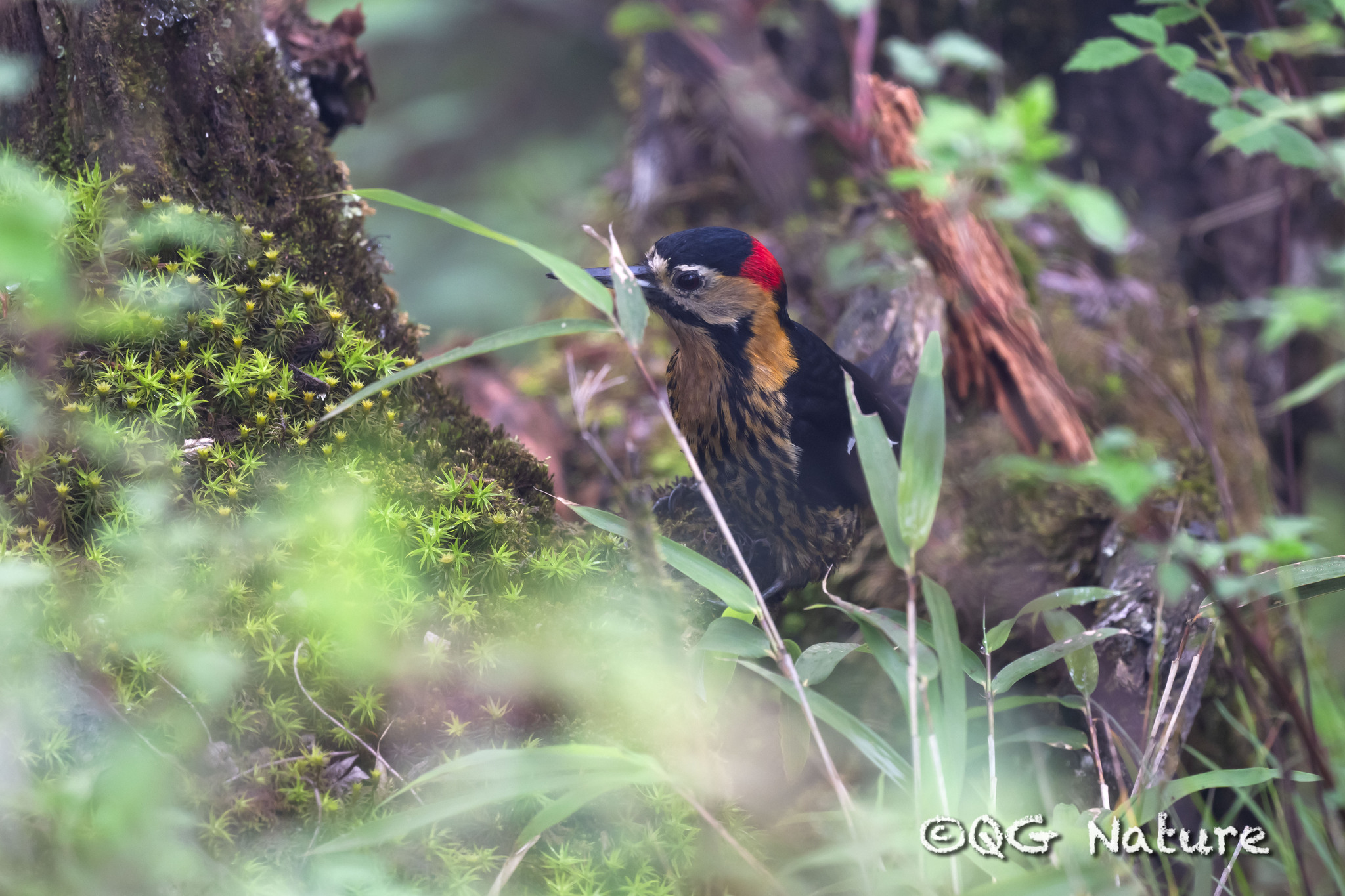 Darjeeling Woodpecker