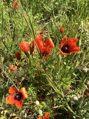 Papaver argemone