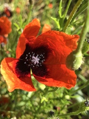 Papaver argemone