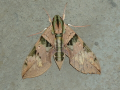 Eumorpha capronnieri