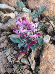 Corydalis rutifolia