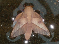 Adeloneivaia