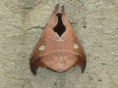 Hylesia nanus
