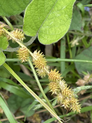 Carex maackii iNat (2)