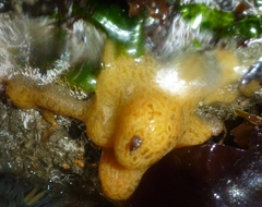 Styelidae