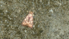 Himmacia