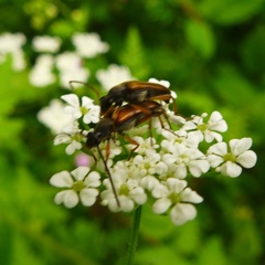 Alosterna tabacicolor