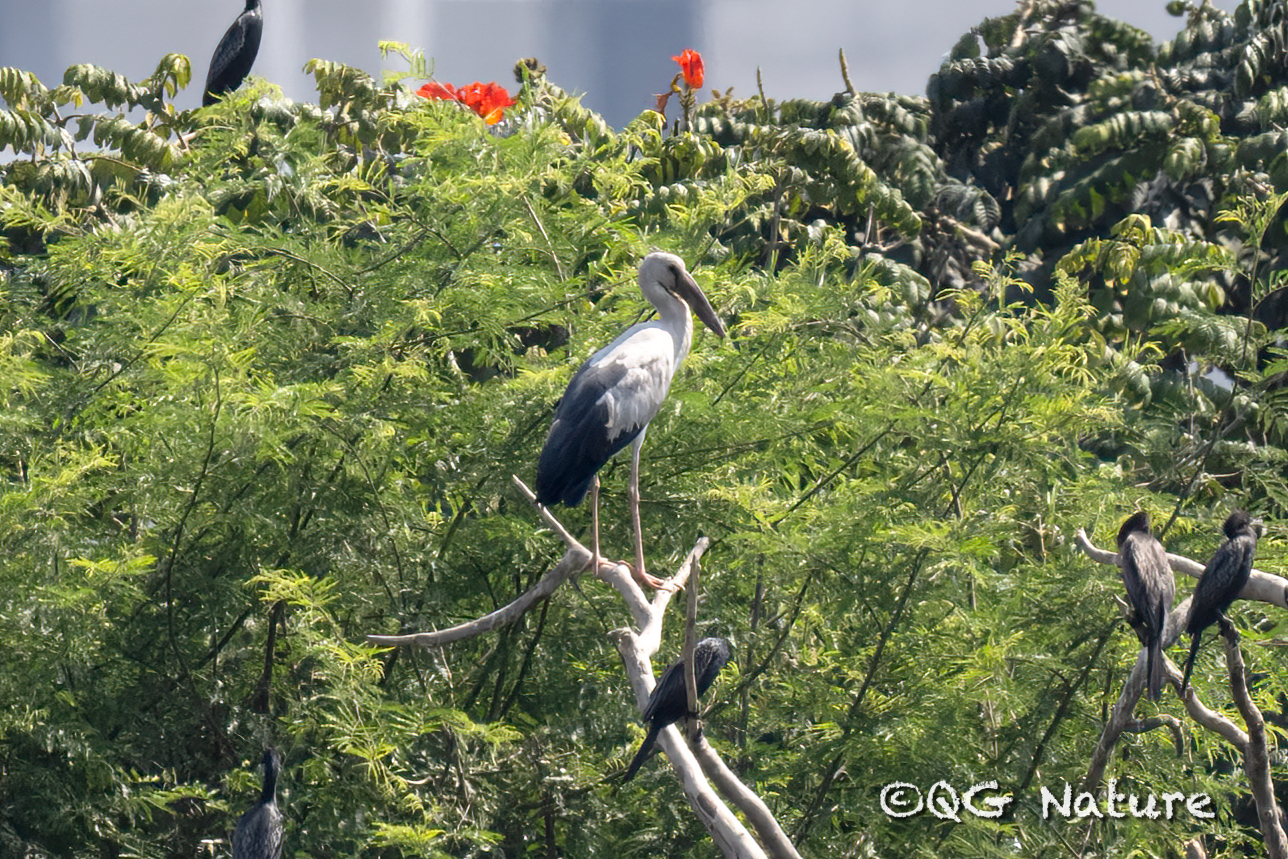 Asian Openbill