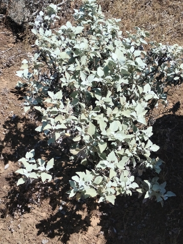 Image of Ambrosia chenopodiifolia by no rights reserved