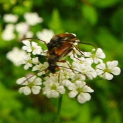 Alosterna tabacicolor