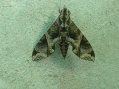 Eumorpha triangulum