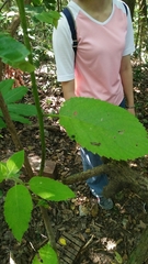Ehretia dicksonii