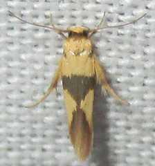 Stathmopoda luminata