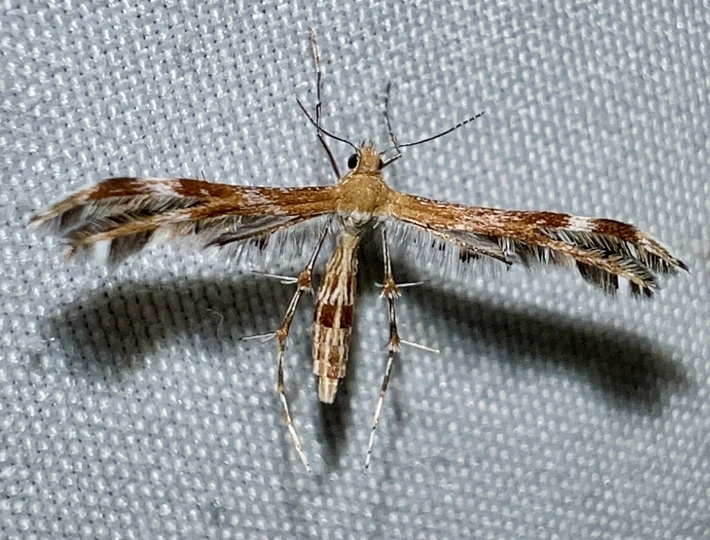 Gumweed Plume Moth