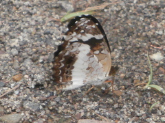 Castilia