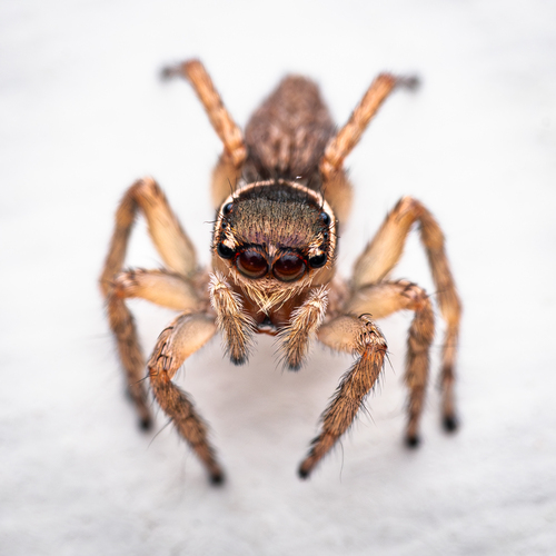 White Banded House Jumper
