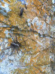 Dolomedes scriptus