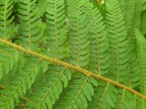 Polystichum setiferum