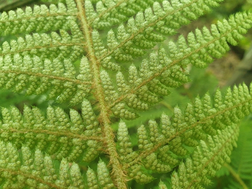 Polystichum setiferum