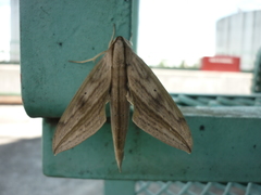 Xylophanes anubus