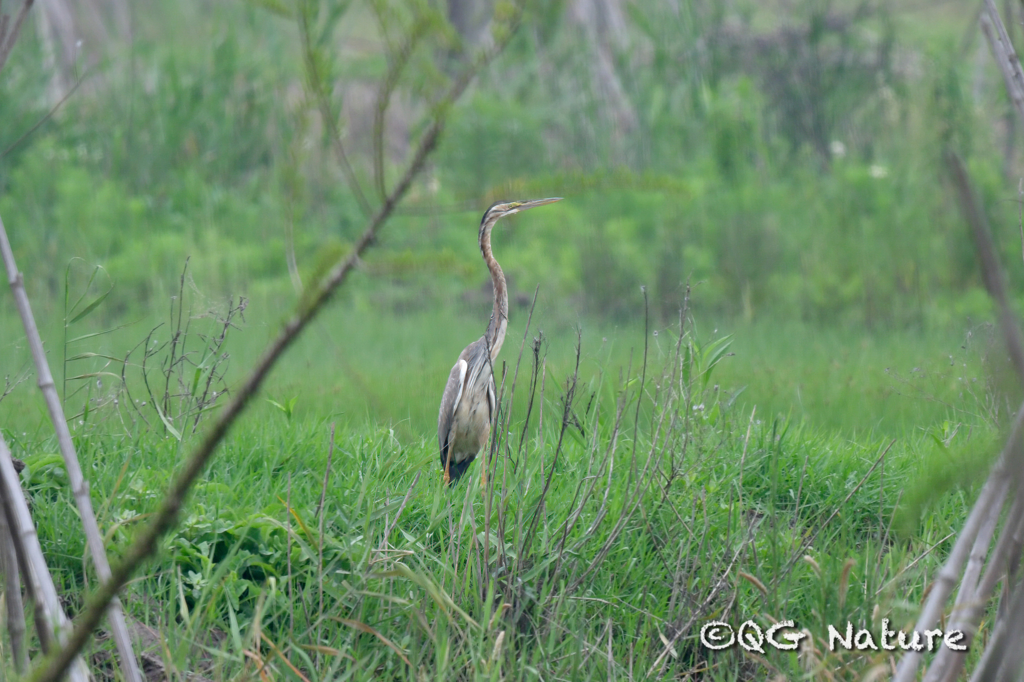 Purple Heron