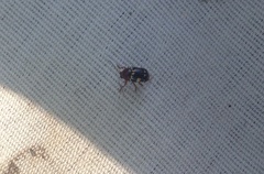 Cryptocephalus badius