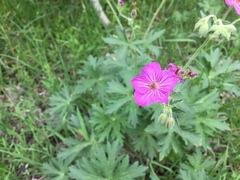 Geranium viscosissimum