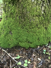 Claopodium rostratum