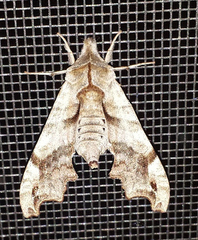 Deidamia inscriptum
