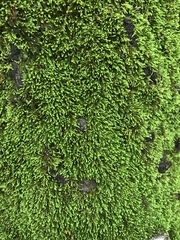 Claopodium rostratum