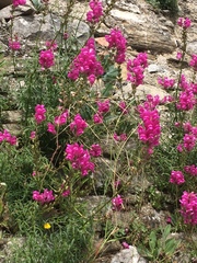 Antirrhinum tortuosum
