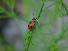 Crioceris quinquepunctata