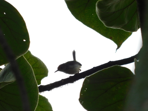Olive-backed Tailorbird (Orthotomus sepium), photo 10