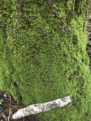 Claopodium rostratum