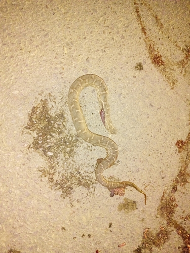 Moorish Viper