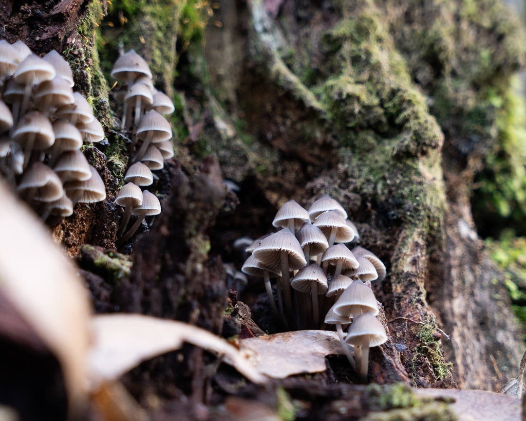 Bonnets from Forth Falls Creek, Tasmania 7310, Australia on May 26 ...