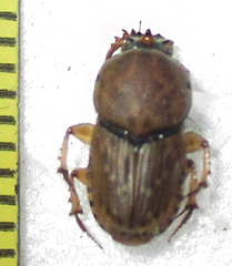 Euoniticellus intermedius