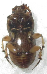 Euoniticellus intermedius