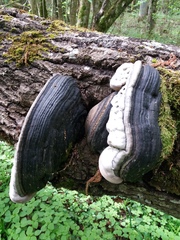 Phellinus populicola