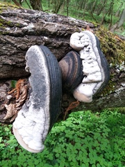 Phellinus populicola
