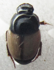 Onthophagus rasipennis