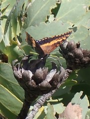 Charaxes pelias