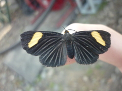 Pheles atricolor